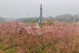 Vùng đất cao nguyên Măng Đen linh thiêng rực rỡ sắc hoa anh đào